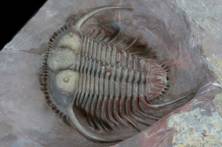 Huge Cyphaspides Trilobite With Pathology - Jorf #41514